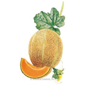 SEEDS: Melon - Hales Best Jumbo - Organic