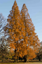 Load image into Gallery viewer, Metasequoia glyptostroboides
