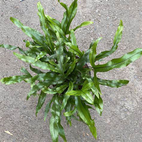Microsorium diversifolium - Kangaroo Paw Fern