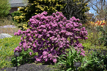 Load image into Gallery viewer, Rhododendron &#39;Midnight Ruby&#39;
