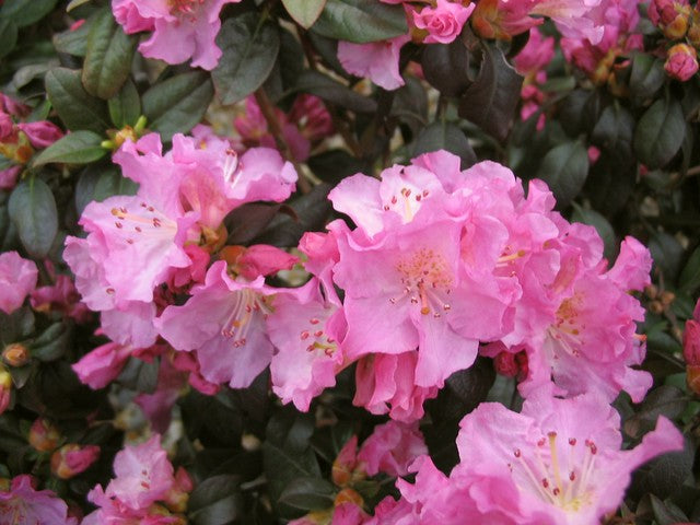 Rhododendron 'Midnight Ruby'