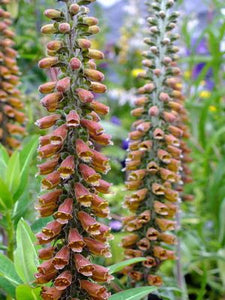 Digitalis 'Milk Chocolate'