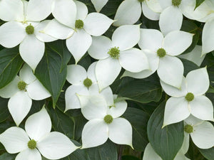 Cornus kousa 'Milky Way Select' - Dogwood