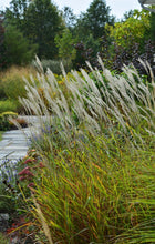 Load image into Gallery viewer, Miscanthus s. &#39;Purpurescens&#39; - Flame Grass
