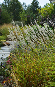 Miscanthus s. 'Purpurescens' - Flame Grass