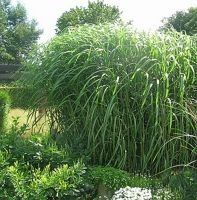 Miscanthus x giganteus