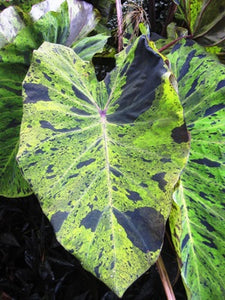 Colocasia 'Mojito'
