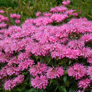 Monarda 'Bubblegum Blast' - Beebalm