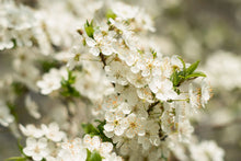 Load image into Gallery viewer, Prunus &#39;Montmorency&#39; - Sour Cherry
