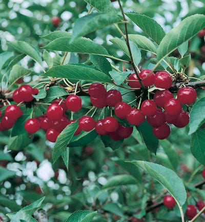 Prunus 'Montmorency' - Sour Cherry