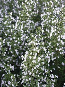 Calamintha 'Montrose White'