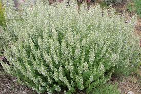 Calamintha 'Montrose White'