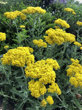 Load image into Gallery viewer, Achillea &#39;Little Moonshine&#39; - Yarrow
