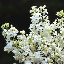 Load image into Gallery viewer, Syringa x hy. &#39;Mount Baker&#39; - Lilac
