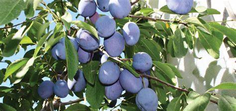 Prunus 'Mount Royal' - Plum