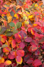 Load image into Gallery viewer, Fothergilla &#39;Mt Airy&#39;
