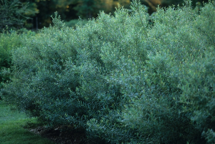 Salix purpurea 'Nana' - Arctic Willow