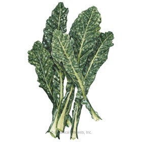 SEEDS: Kale - Italian Nero Toscana - Organic