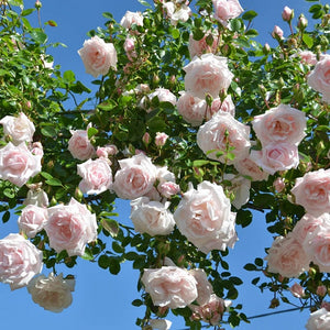 Rosa 'New Dawn' - Climbing Rose