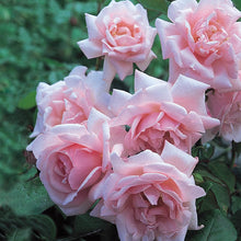 Load image into Gallery viewer, Rosa &#39;New Dawn&#39; - Climbing Rose
