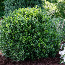 Load image into Gallery viewer, Buxus NewGen &#39;Independence&#39;
