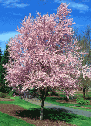 Prunus 'Newport' - Flowering Plum