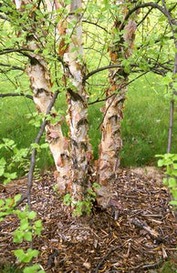Betula nigra 'Heritage' - River Birch