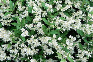 Deutzia grac. 'Nikko'