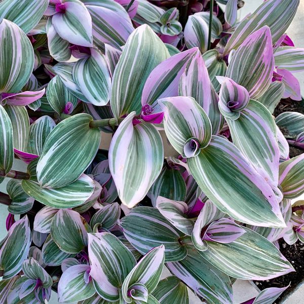 Tradescantia 'Nanouk'