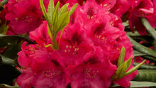 Load image into Gallery viewer, Rhododendron &#39;Nova Zembla&#39;
