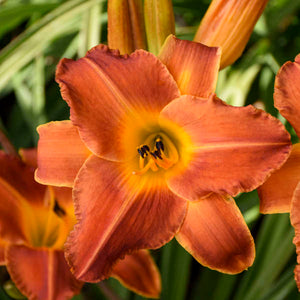 Hemerocallis 'Bright Sunset'