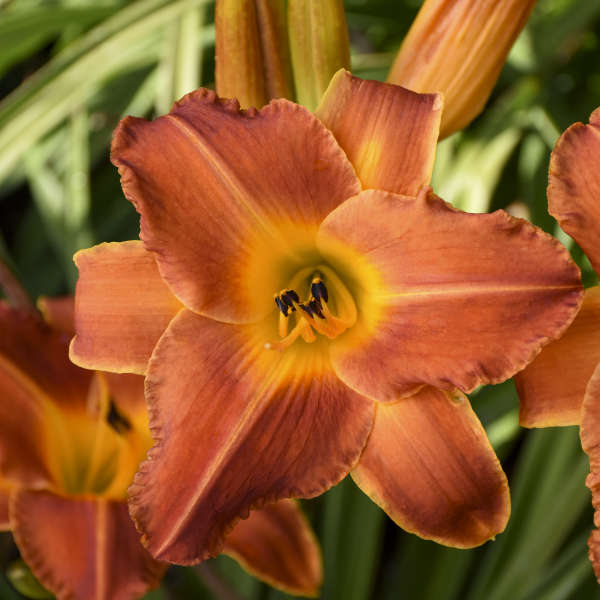 Hemerocallis 'Bright Sunset'