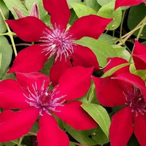Clematis 'Nubia'