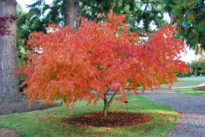 Acer palmatum 'Omure Yama' - Japanese Maple