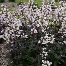 Load image into Gallery viewer, Penstemon dig. 'Onyx and Pearls'
