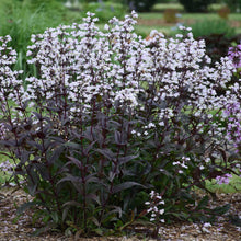 Load image into Gallery viewer, Penstemon dig. 'Onyx and Pearls'
