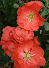 Load image into Gallery viewer, Chaenomeles &#39;Double Take Orange&#39; - Flowering Quince
