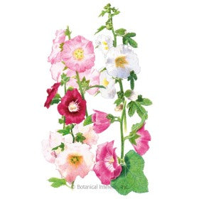 SEEDS: Hollyhock Outhouse - Organic