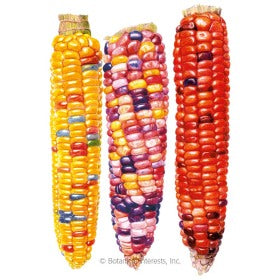 SEEDS: Corn (Sweet) - Painted Hill - Organic
