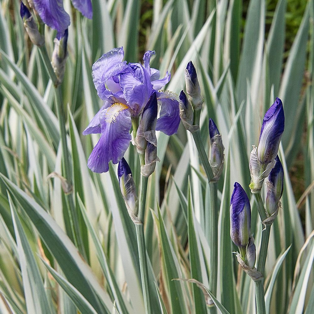 Iris pallida 'Variegata'