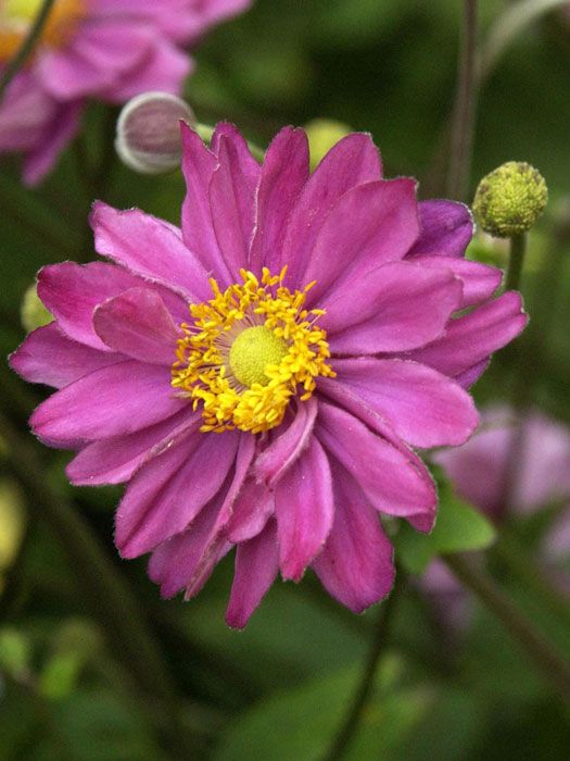 Anemone 'Pamina' - Japanese Anemone