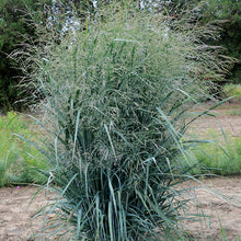 Load image into Gallery viewer, Panicum virg. &#39;Blue Fountain&#39; - Switchgrass
