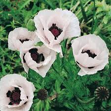 Papaver or. 'Royal Wedding'