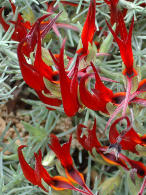 Lotus bertholii - Parrots Beak