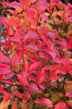 Load image into Gallery viewer, Vaccinium cor. 'Patriot' - Higbush Blueberry
