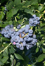 Load image into Gallery viewer, Vaccinium cor. 'Patriot' - Higbush Blueberry
