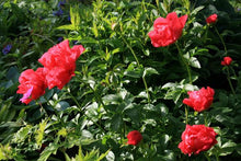 Load image into Gallery viewer, Paeonia 'Paula Fay' - Peony
