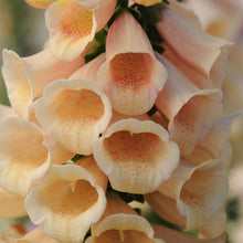 Load image into Gallery viewer, Digitalis purp. &#39;Dalmation Peach&#39;
