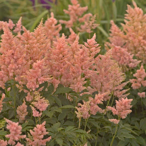 Astilbe jap. 'Peach Blossom'