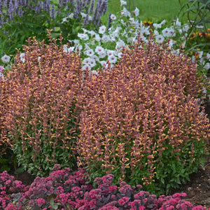 Agastache 'Peachie Keen'